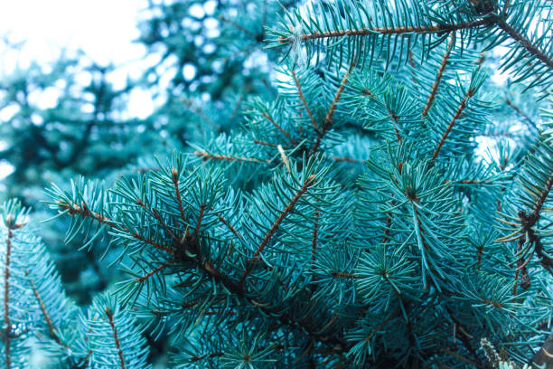 istock Blue spruce branches close-up in the forest 677038422
