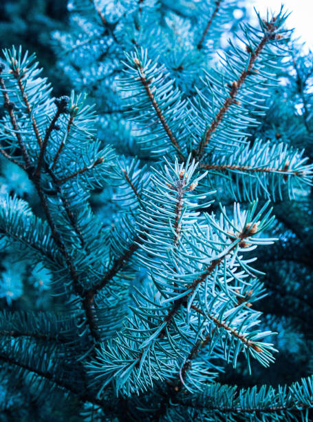 istock a branch of a coniferous tree close-up 677038456