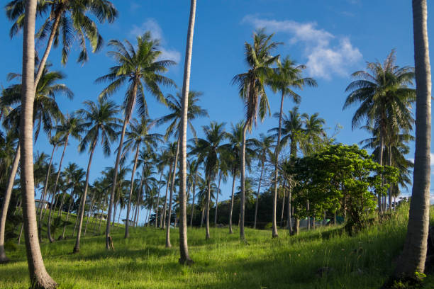 istock Tropical palm trees in Koh Tao 677045988
