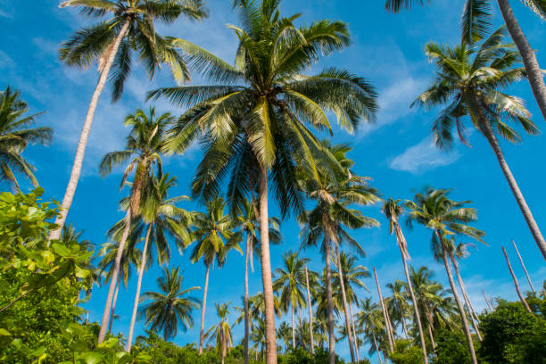 istock Tropical palm trees in Koh Tao 677046616