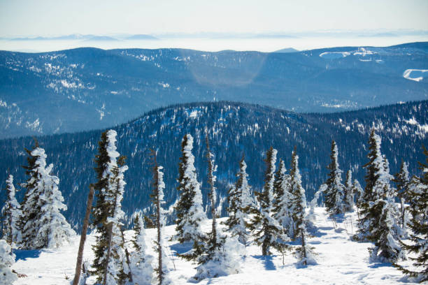 istock Winter landscape with pine trees covered with snow 677048964