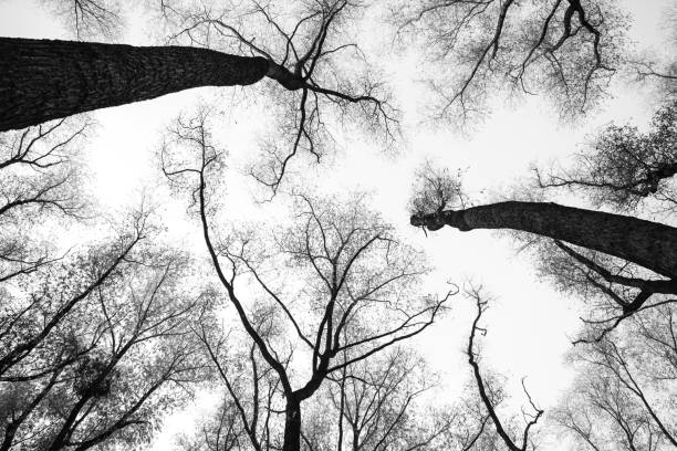 istock Long black trunks of trees in the park going into the sky 677049036