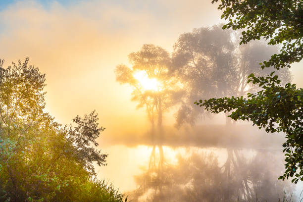 istock Misty dawn over the river and the forest. Mysterious tree silhouettes 677049384