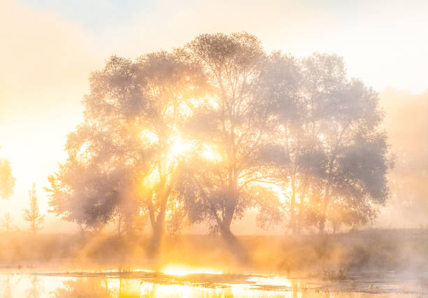 istock Misty dawn over the river and the forest. Mysterious tree silhouettes 677049800