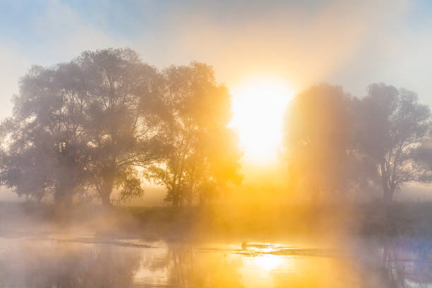 istock Misty dawn over the river and the forest. Mysterious tree silhouettes 677052270