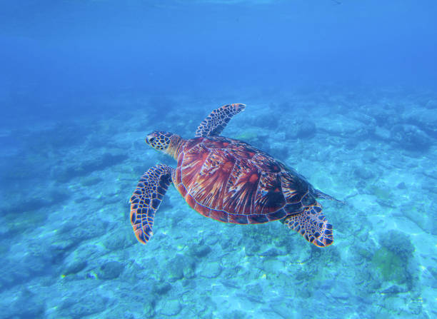 istock Green turtle in sea water with seabottom background. 677089836