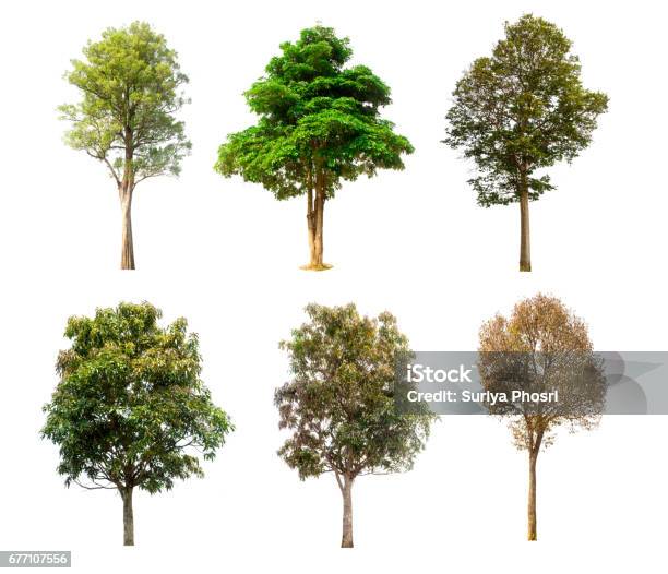 Árbol De Colección Aislado Sobre Fondo Blanco Foto de stock y más banco de imágenes de Árbol - Árbol, Recortable, Fondo blanco