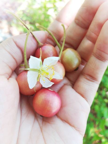 istock Jamaican cherry and its flower in human hand 677115192