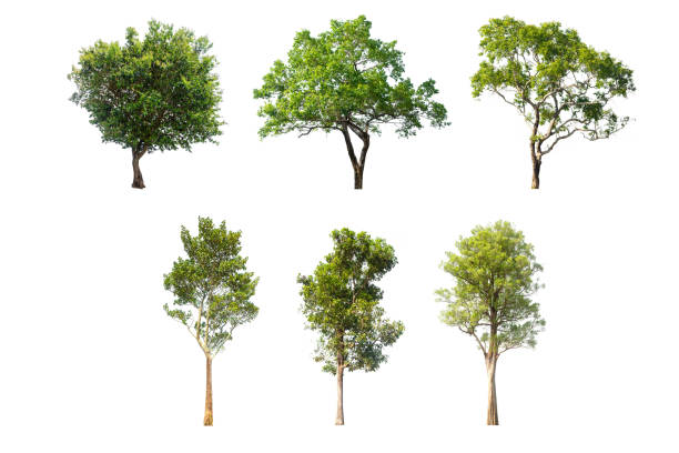 collections green tree isolated. green tree  isolated on white background.