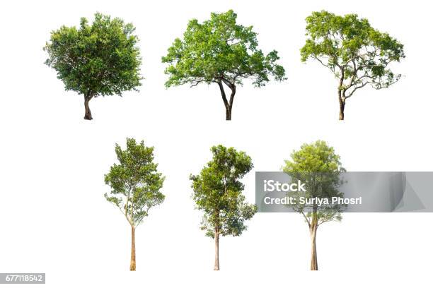 Collections Green Tree Isolated Green Tree Isolated On White Background Stock Photo - Download Image Now