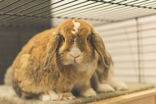 istock Close-Up Of Rabbit In A Cage 677136725
