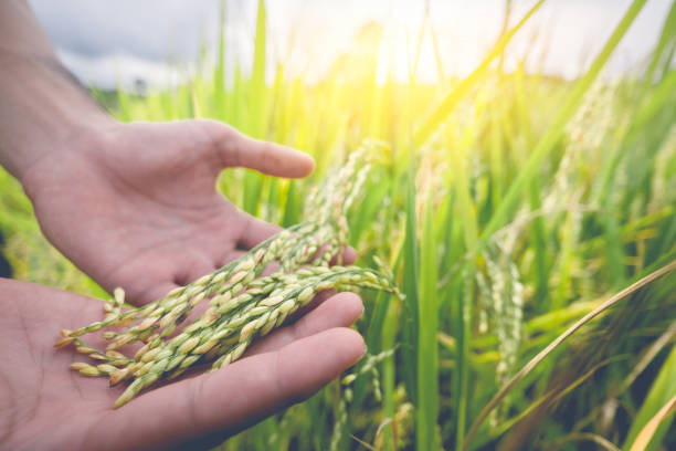 istock Agriculture/ Old hand tenderly touching a young rice in the paddy field 677148774