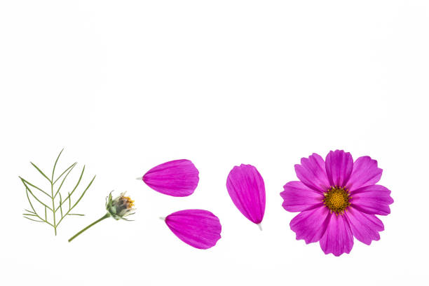 istock pink cosmos flowers with copy space 677156168