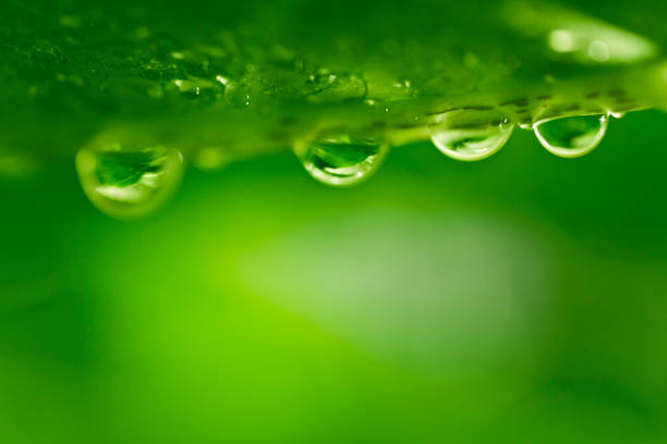 istock green leaf with water drops nature background 677157112