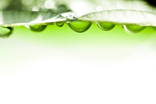 istock green leaf with water drops nature background 677157210