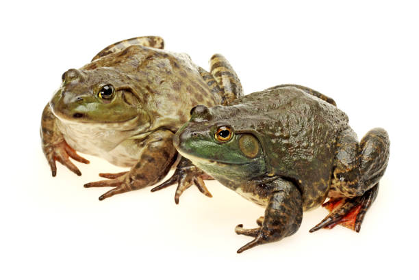 istock Bullfrog, Rana catesbeiana  isolated on a white background 677169420