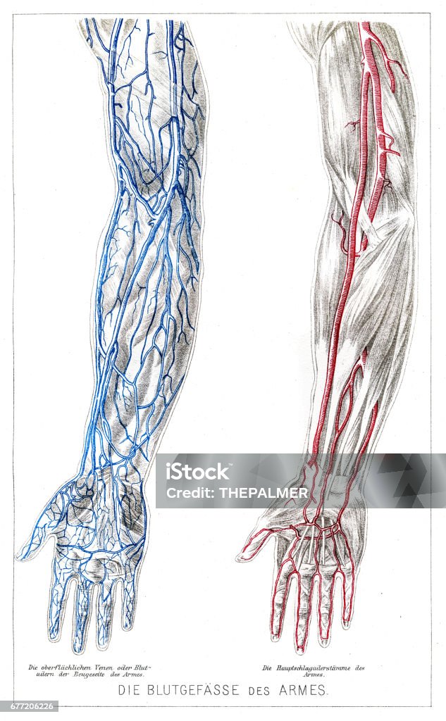 preparar odio carro Ilustración de Anatomía De Los Vasos Sanguíneos De Los Brazos Grabado De  1857 y más Vectores Libres de Derechos de Vena - iStock