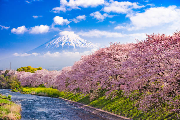 berg fuji im frühjahr - berg fudschijama stock-fotos und bilder