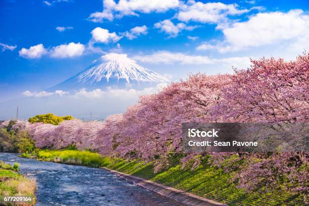 Berg Fuji Im Frühjahr Stockfoto und mehr Bilder von Japan - Japan, Kirschblüte, Kirschbaum