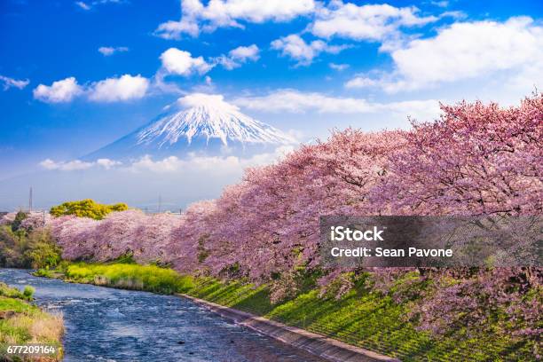 Monte Fuji En La Primavera Foto de stock y más banco de imágenes de Japón - Japón, Flor de cerezo, Cerezo