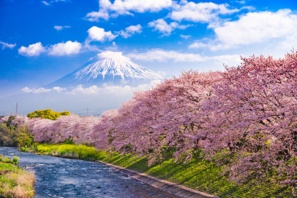 monte fuji in primavera - tree spring blossom mountain foto e immagini stock