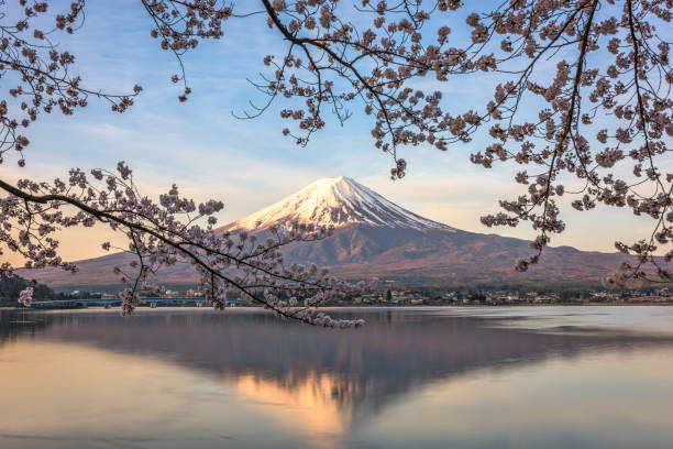 istock Mt. Fuji and Cherry Blossoms 677215328