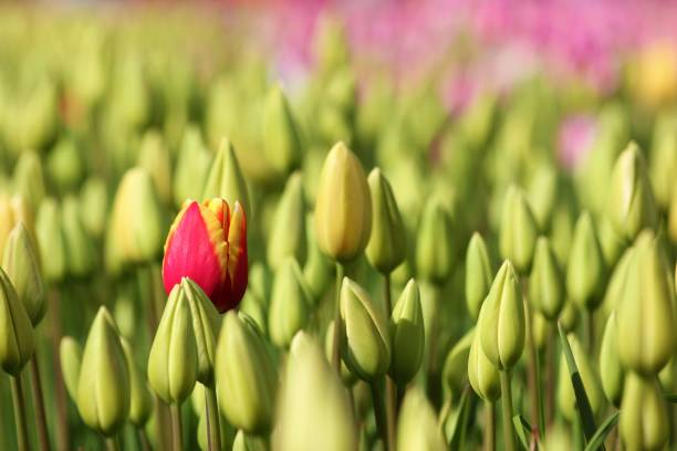 lindas tulipas na primavera - vermelha rodeadas com botões de tulipa - 30056 - fotografias e filmes do acervo