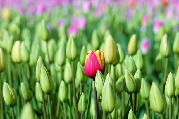 hermosos tulipanes en primavera - rojo rodeados de cogollos de tulipán - 30057 fotografías e imágenes de stock