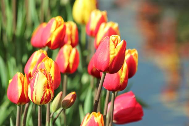 reflextion で春の美しいチューリップ - 30063 ストックフォトと画像