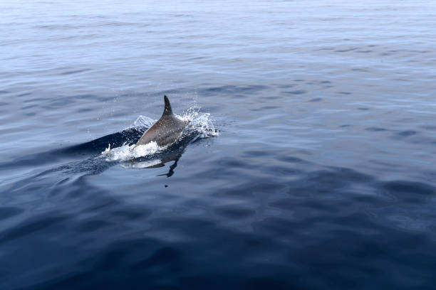 istock Dolphin real wildlife in the sea 677242268