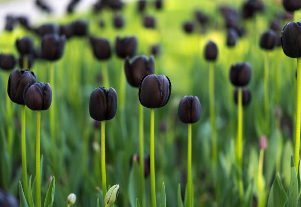 black tulips on a background of red tulips, tulip festival in Turkey, Istanbul