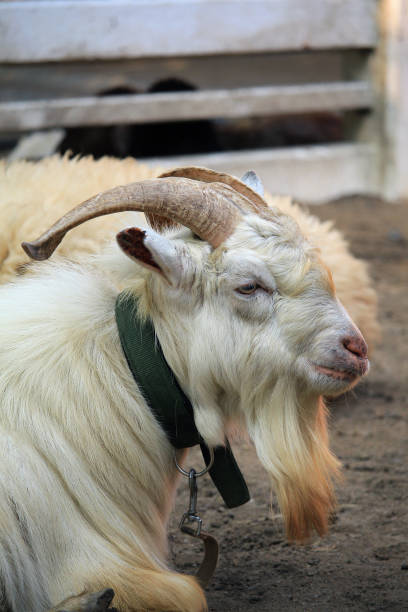 istock White goat portrait in zoo 677276684
