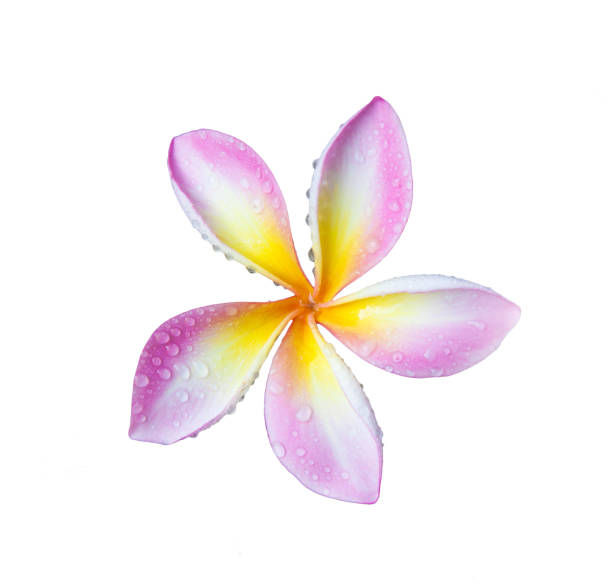 istock Plumeria flowers 677279752