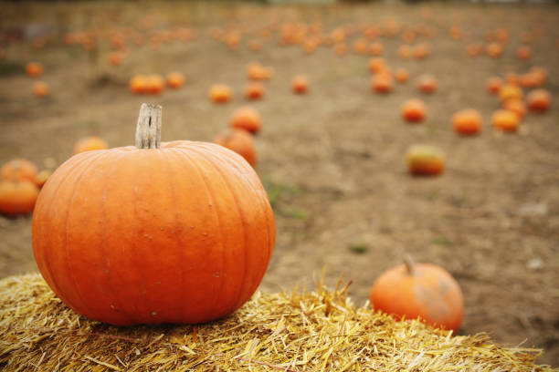 Pumpkins