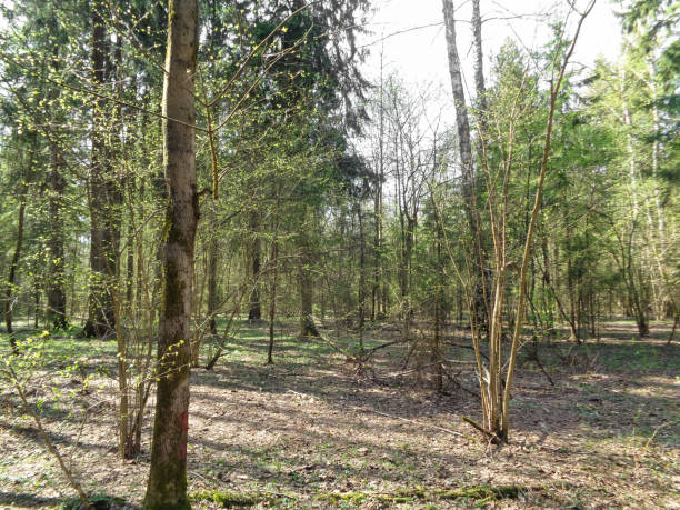 istock Sunny day in the forest of Russia in spring 677302406