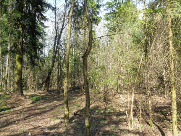 istock Sunny day in the forest of Russia in spring 677314308