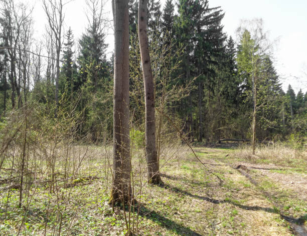 istock Sunny day in the forest of Russia in spring 677315550