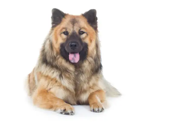 Eurasier dog pedigree dog lies head-on and laughs pants out with tongue