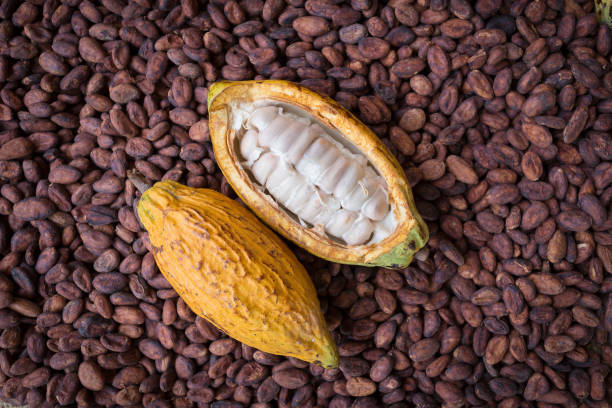 istock Ripe cocoa pod and beans setup on rustic wooden background 677331858