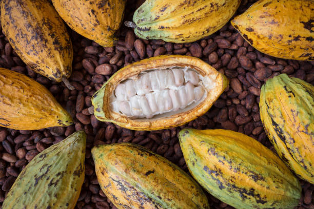 istock Ripe cocoa pod and beans setup on rustic wooden background 677331906