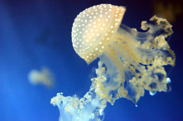 istock Jellyfish in Genoa Aquarium 677333368
