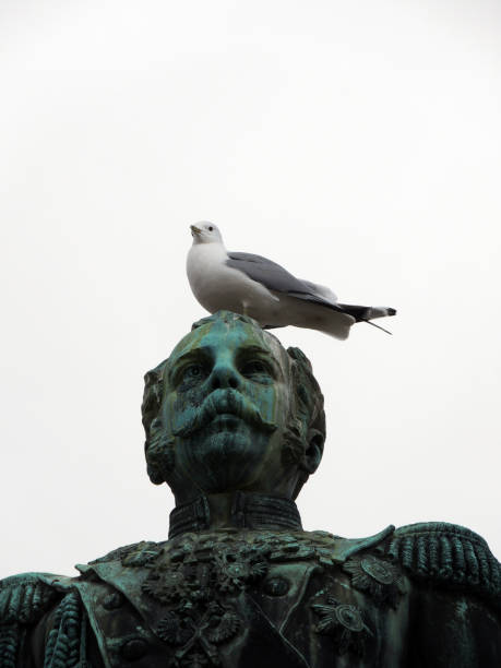 istock The gray gull on the monument 677339250