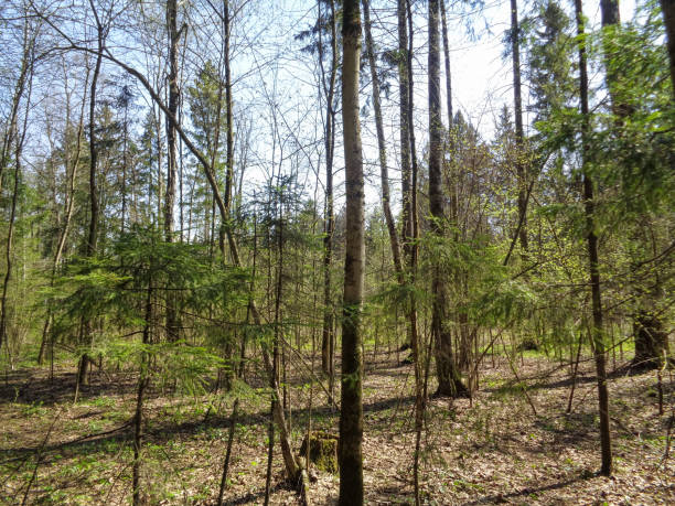 istock Sunny day in the forest of Russia in spring 677353782