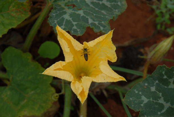 istock Pumpkin blossom in Spain 677353974