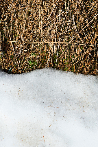 Melting snow on old grass close up - between winter and spring concept background