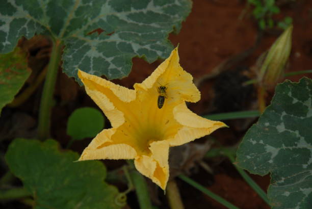 istock Pumpkin blossom in Spain 677364512
