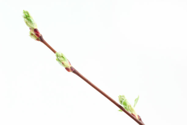 istock Green leaves and buds on a tree branch. 677366244