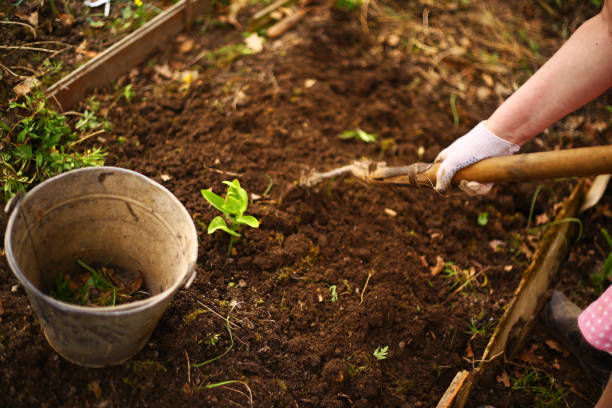 spring seedbed with iron bin and hand with shovel - seedbed imagens e fotografias de stock