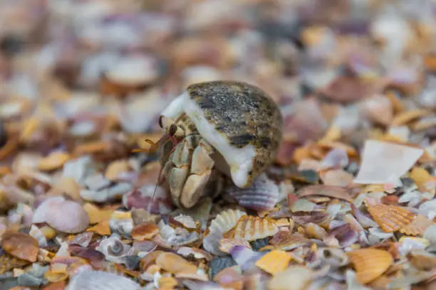 Photo of Snail crap macro shot walking on shells