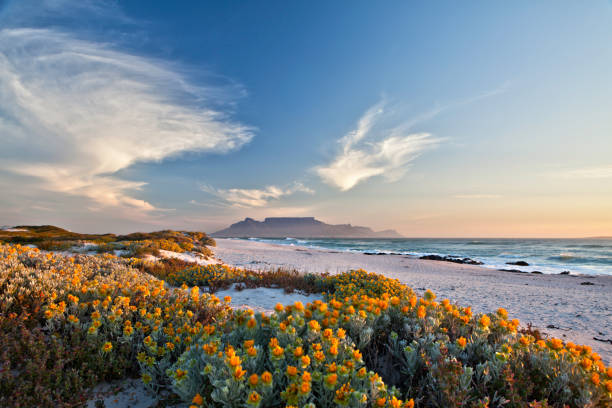 vista panorámica de mesa montaña ciudad del cabo, sudáfrica desde bloubergstrand - provincia occidental del cabo fotografías e imágenes de stock